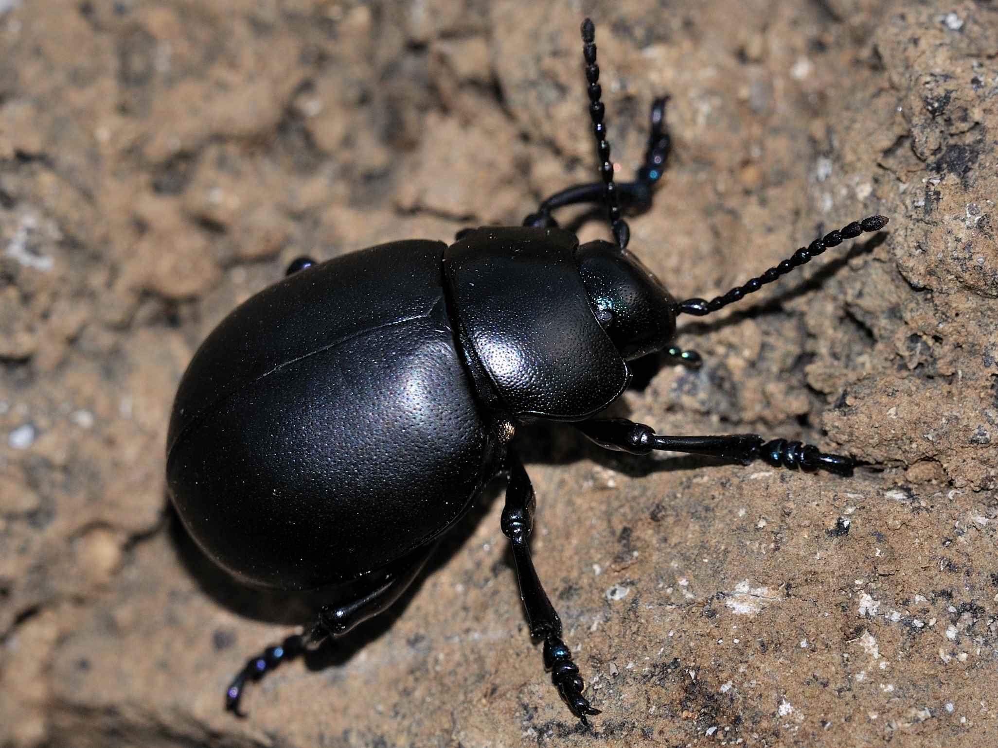 Chrysomelidae - Timarcha sp